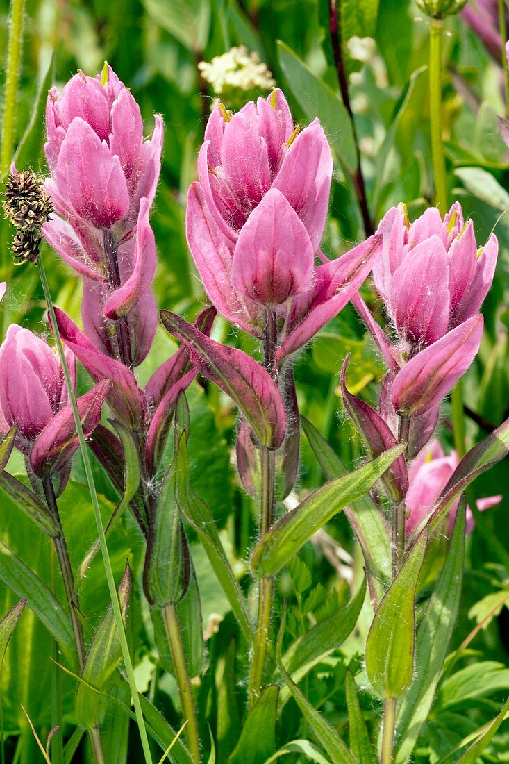 Rosy Paintbrush (Castilleja rhexifolia)