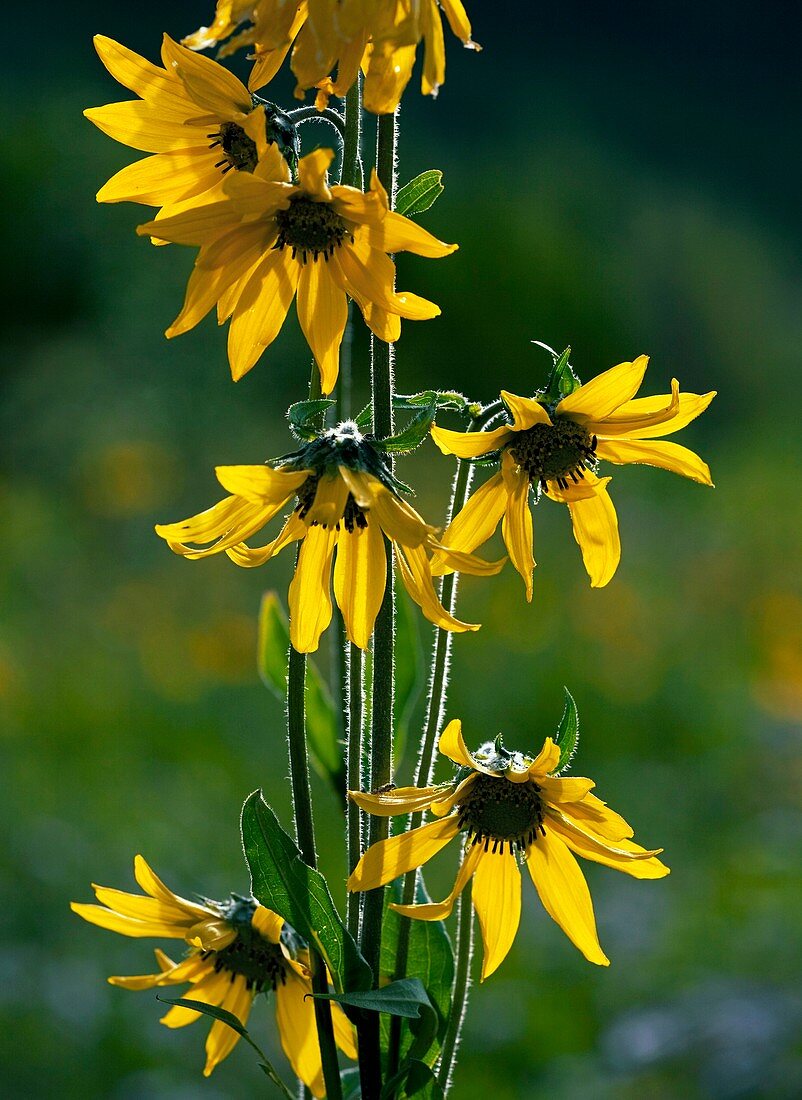 Helianthella quinquenervis