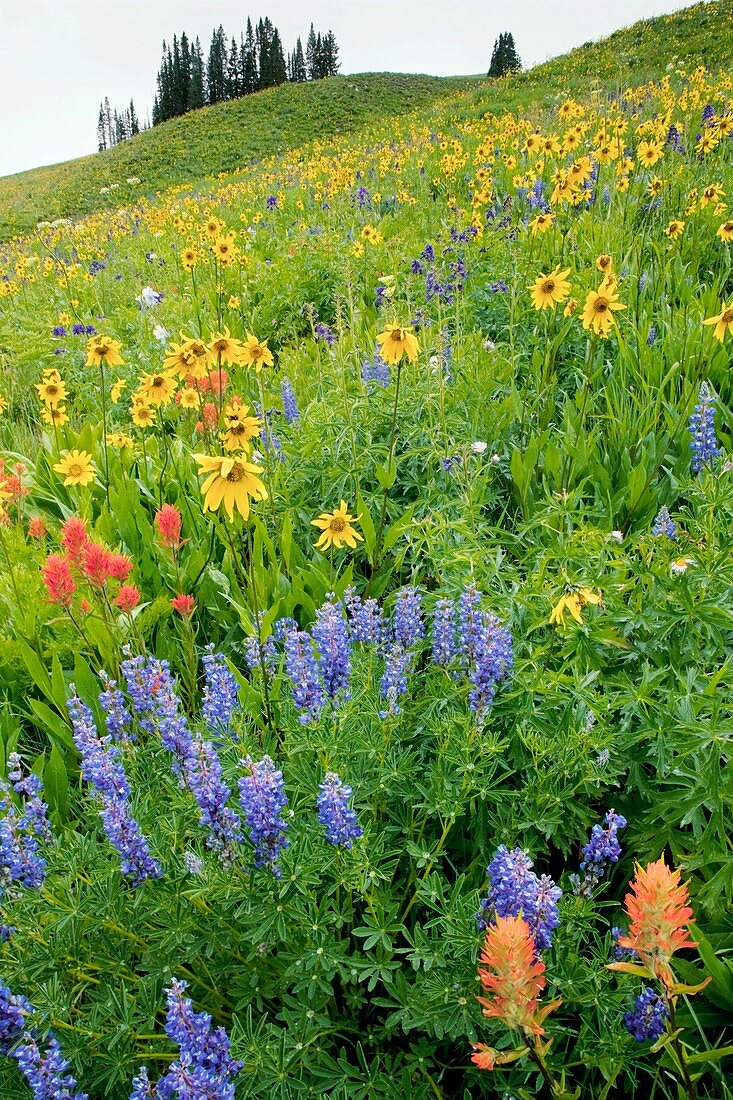 Summer mountain flowers