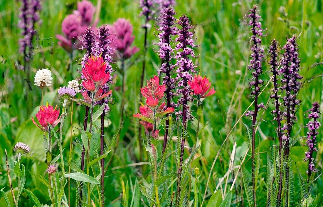 Rosy Paintbrush (Castilleja rhexifolia)