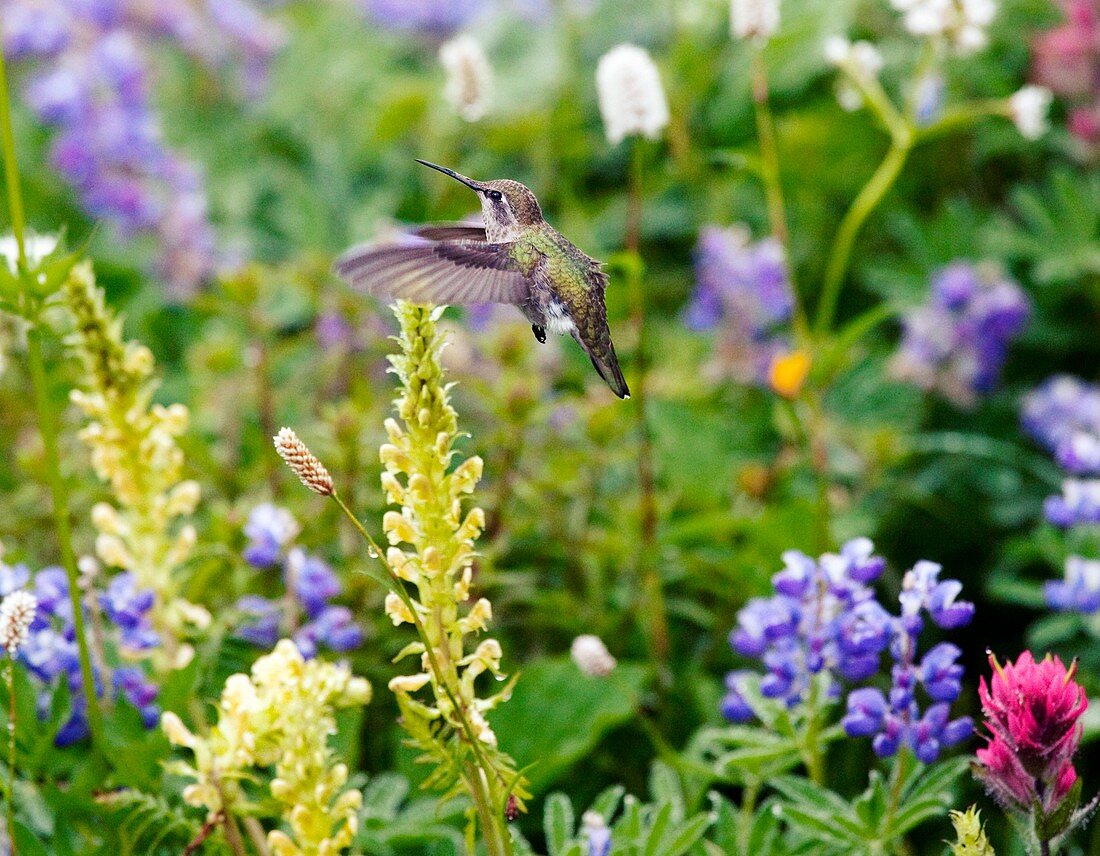 Calliope Hummingbird