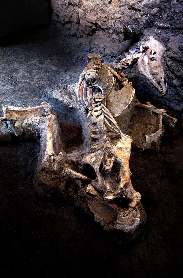 Bones of animals killed at Pompeii