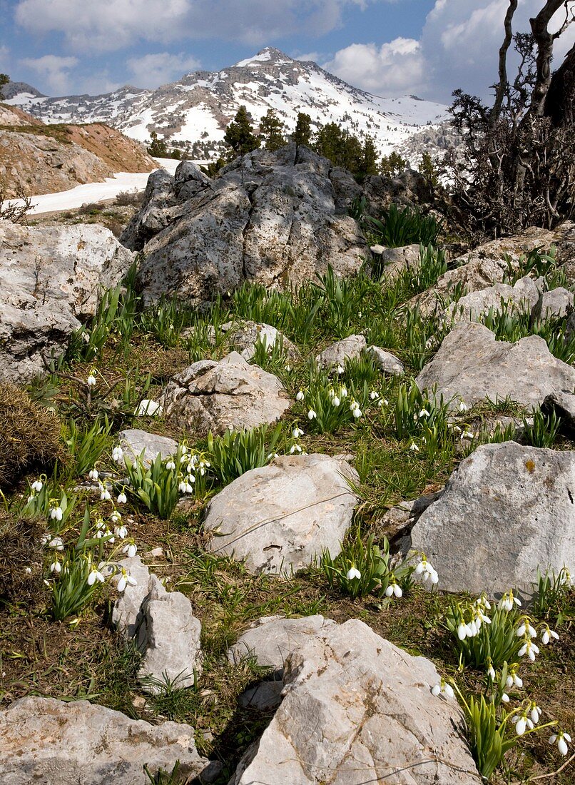 Wild Snowdrop (Galanthus elwesii)