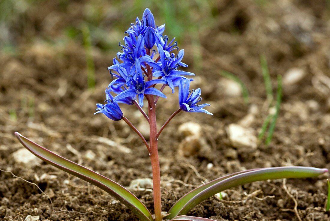 Alpine Squill (Scilla bifolia)