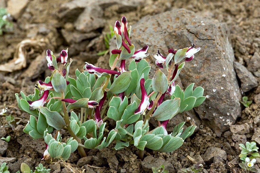 Corydalis oppositifolia