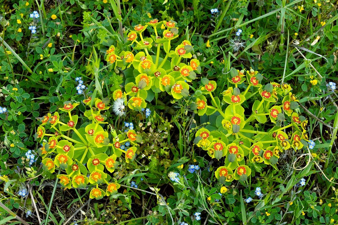 Mountain Spurge (Euphorbia myrsinites)