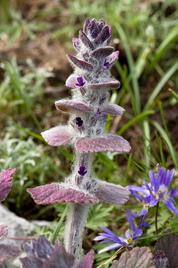 Oriental Bugle (Ajuga orientalis)