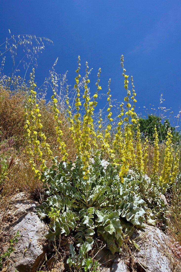 Verbascum sinuatum)