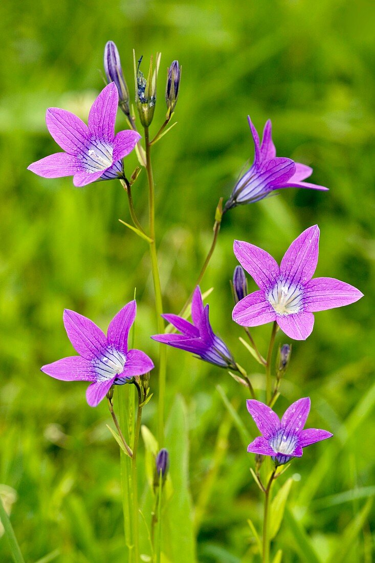 Spreading Bellflower (Campanula patula)