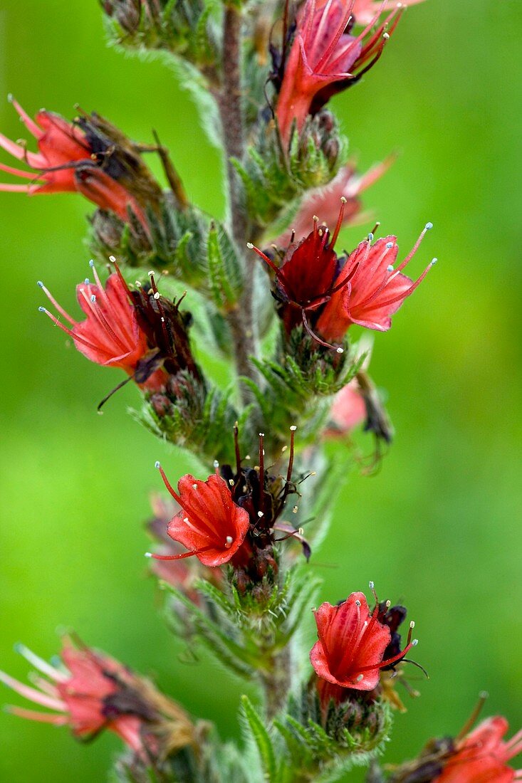 Bugloss (Echium russicum)