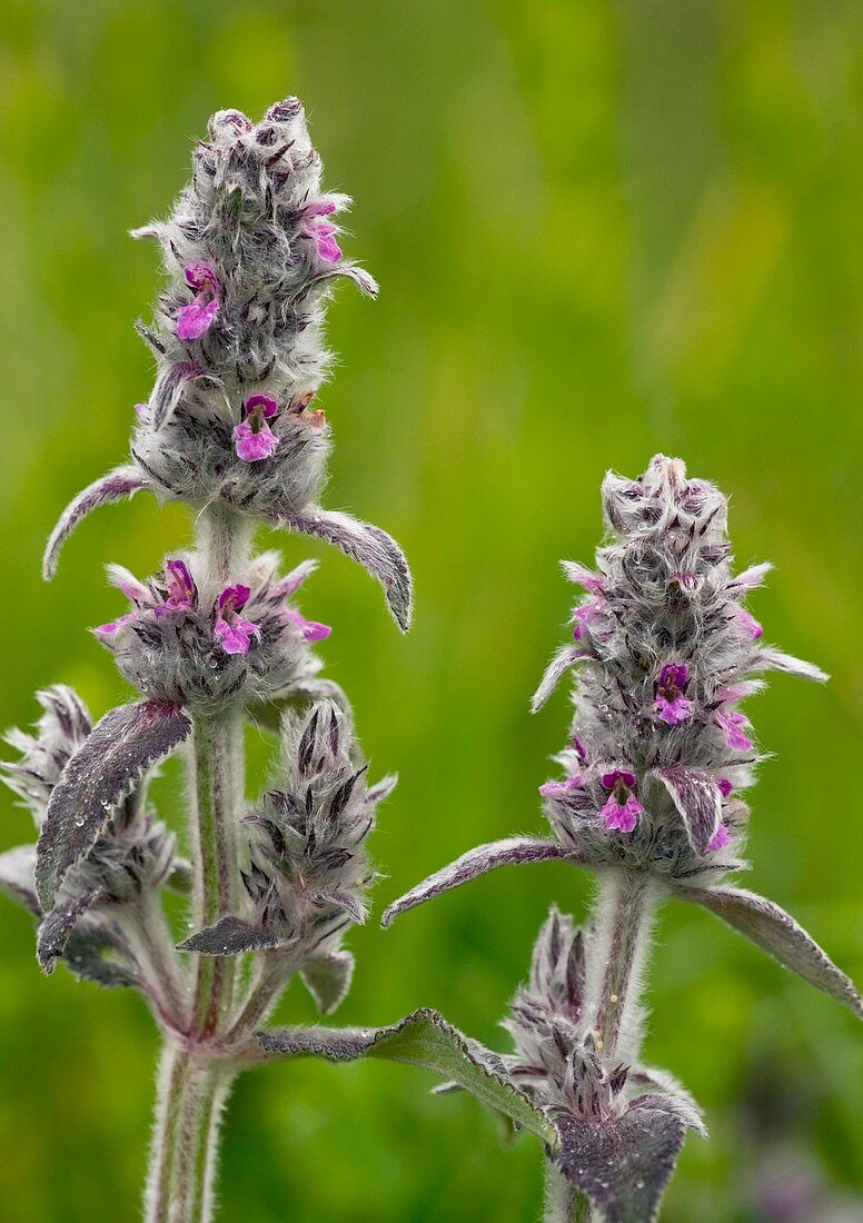 Downy Woundwort (Stachys germanica)