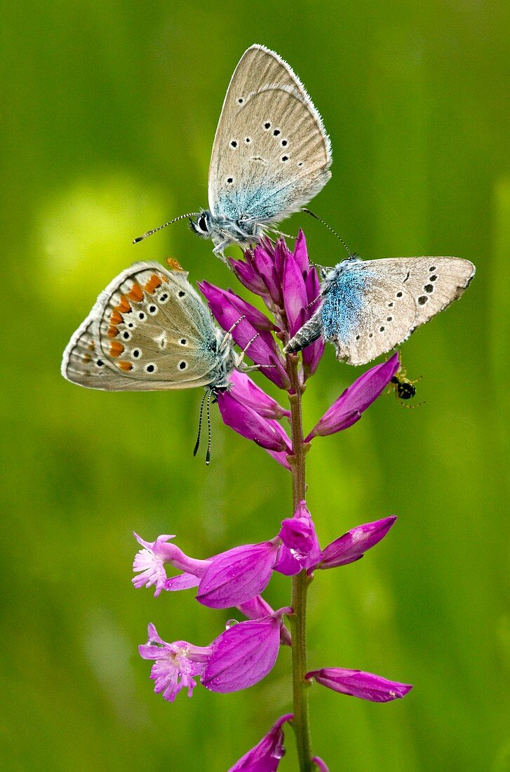 Great Milkwort (Polygala major)