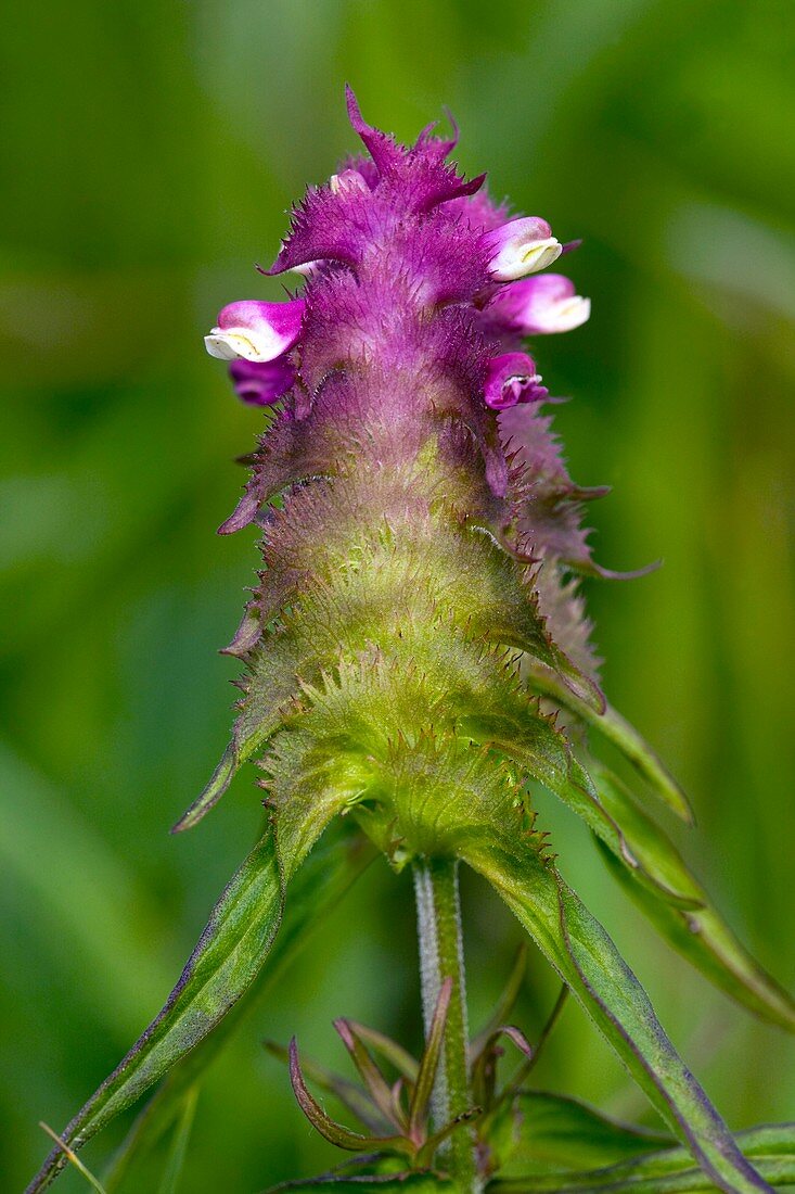 Melampyrum cristatum