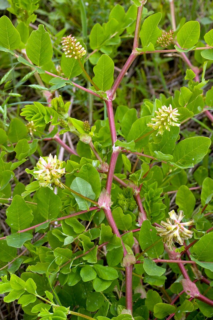 Astragalus glycyphyllos