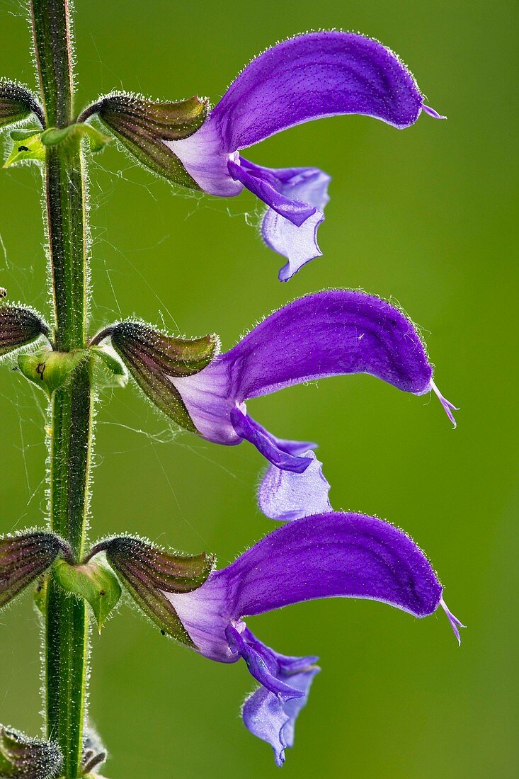 Meadow Clary (Salvia pratensis)