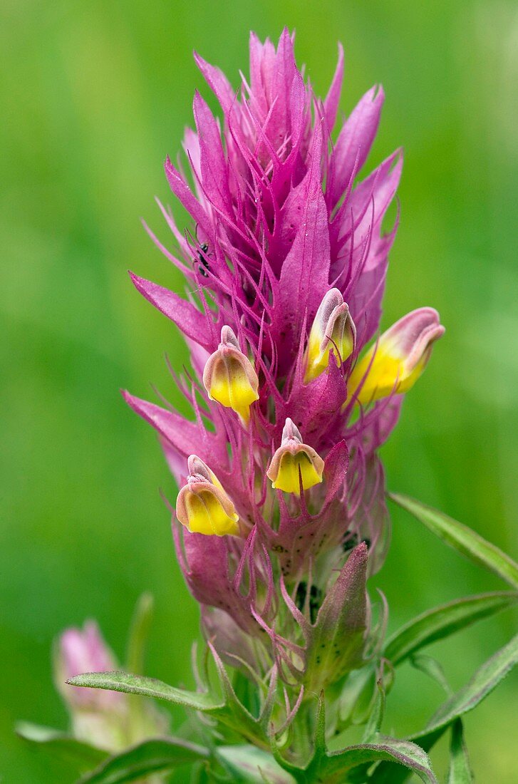 Field Cow-wheat (Melampyrum arvense)