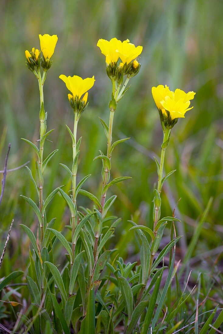 Yellow Flax (Linum flavum)