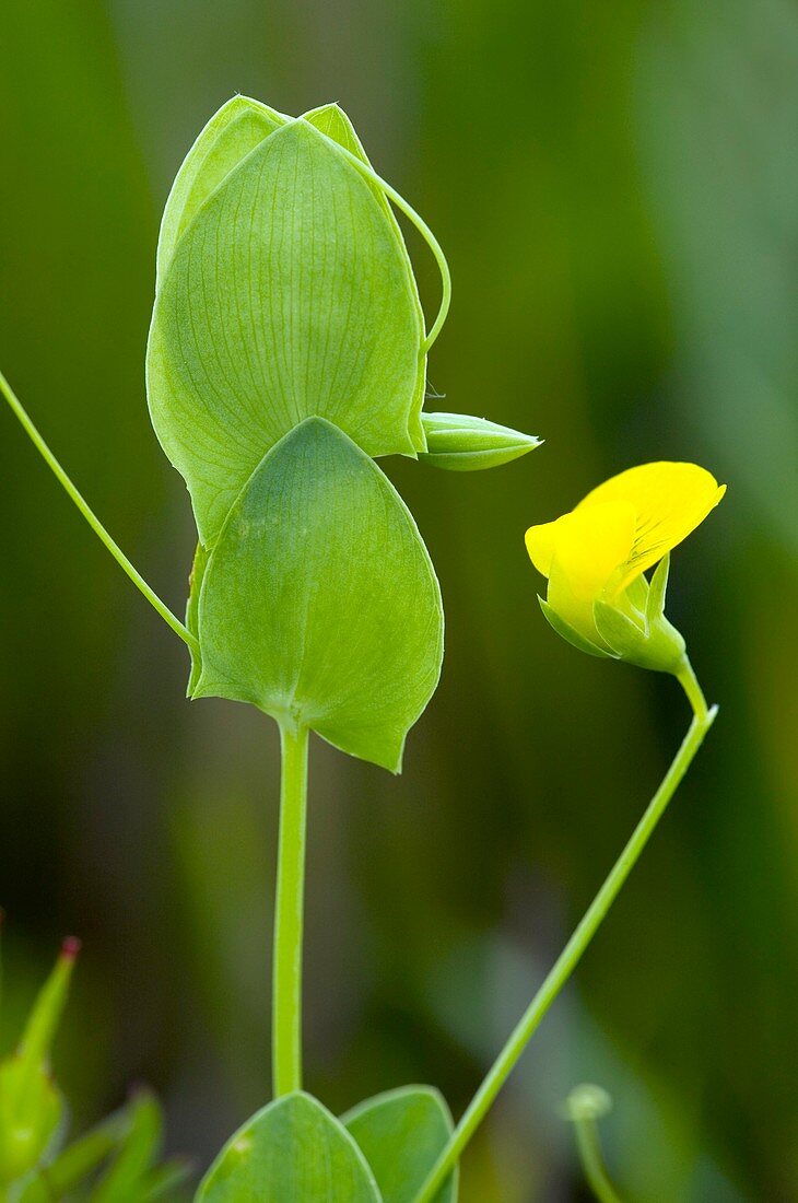 Yellow Vetchling (Lathyrus aphaca)