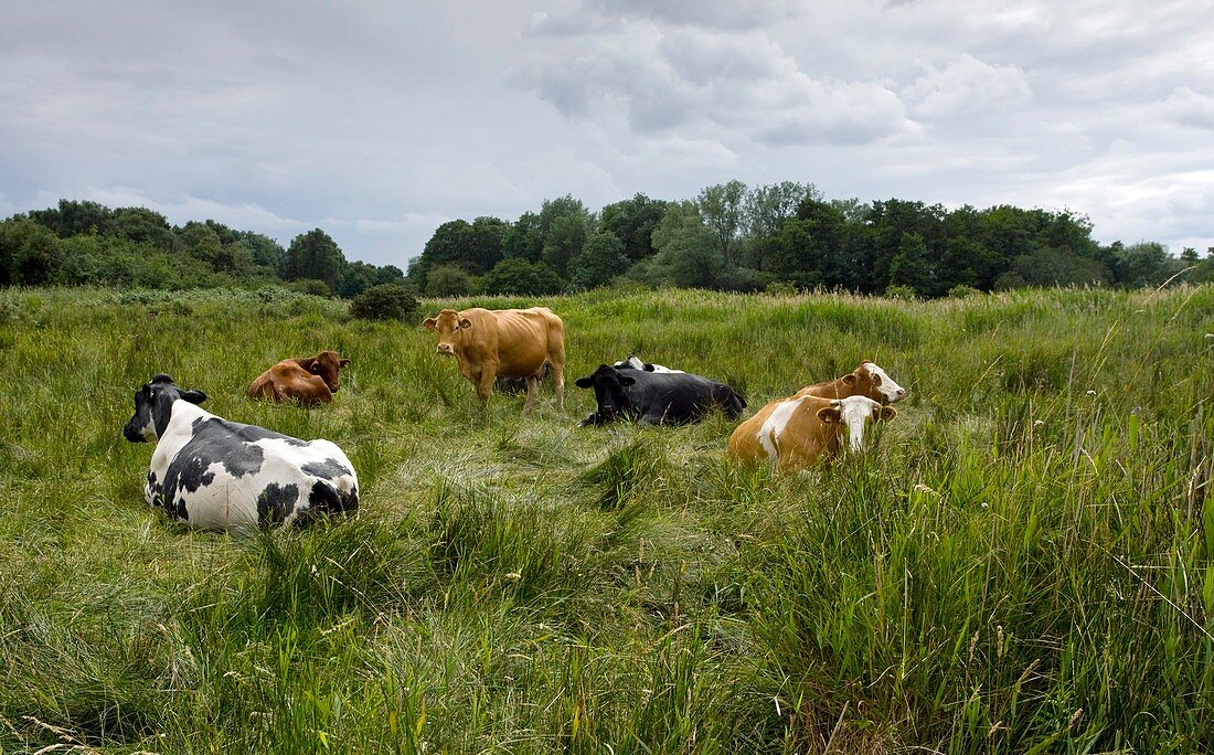 Cattle grazing in Suffolk