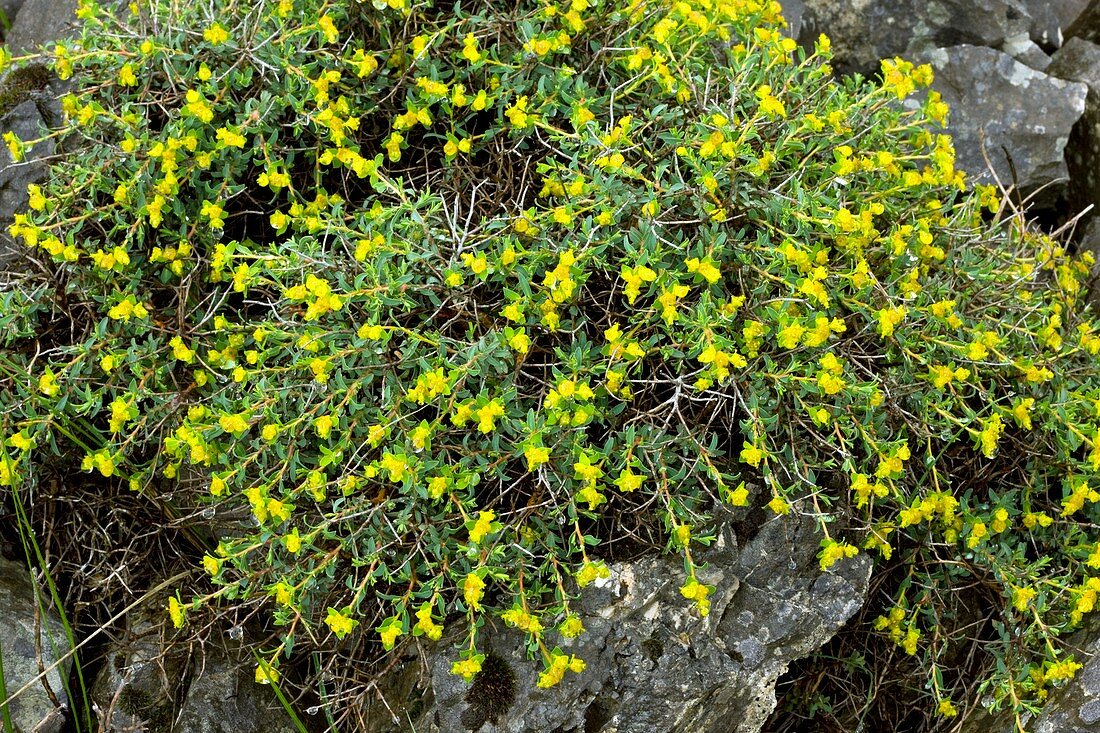 Spiny Spurge (Euphorbia spinosa)