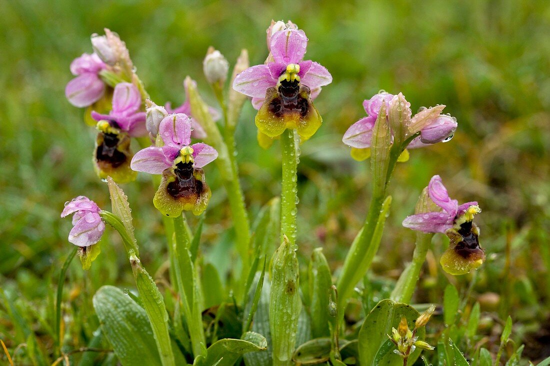 Ophrys tenthredinifera