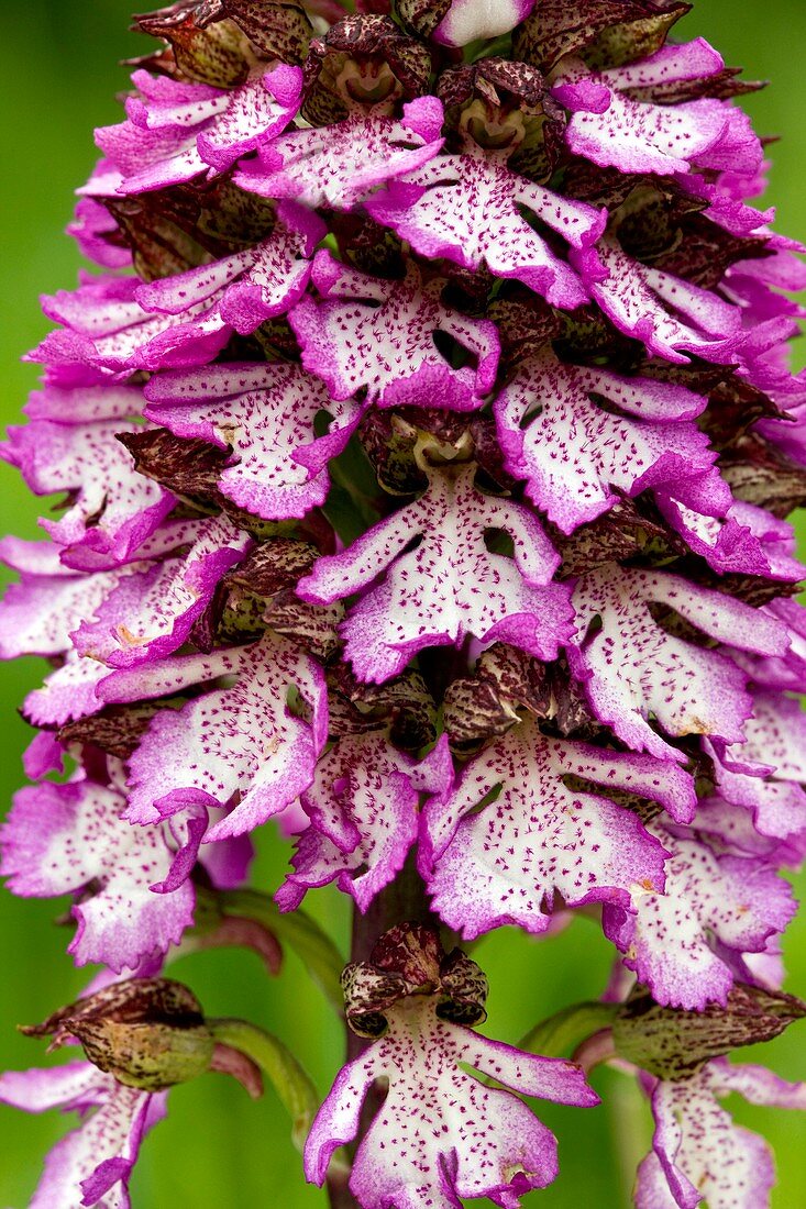 Lady Orchid (Orchis purpurea)