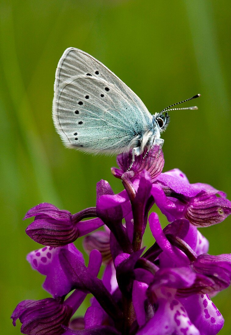 Green-underside Blue Butterfly