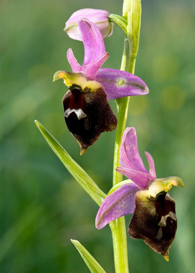 Spider Orchid (Ophrys biscutella)