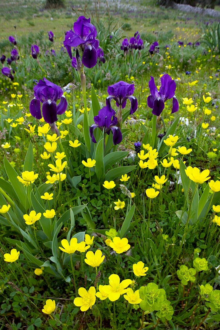 Iris lutescens and Ranunculus