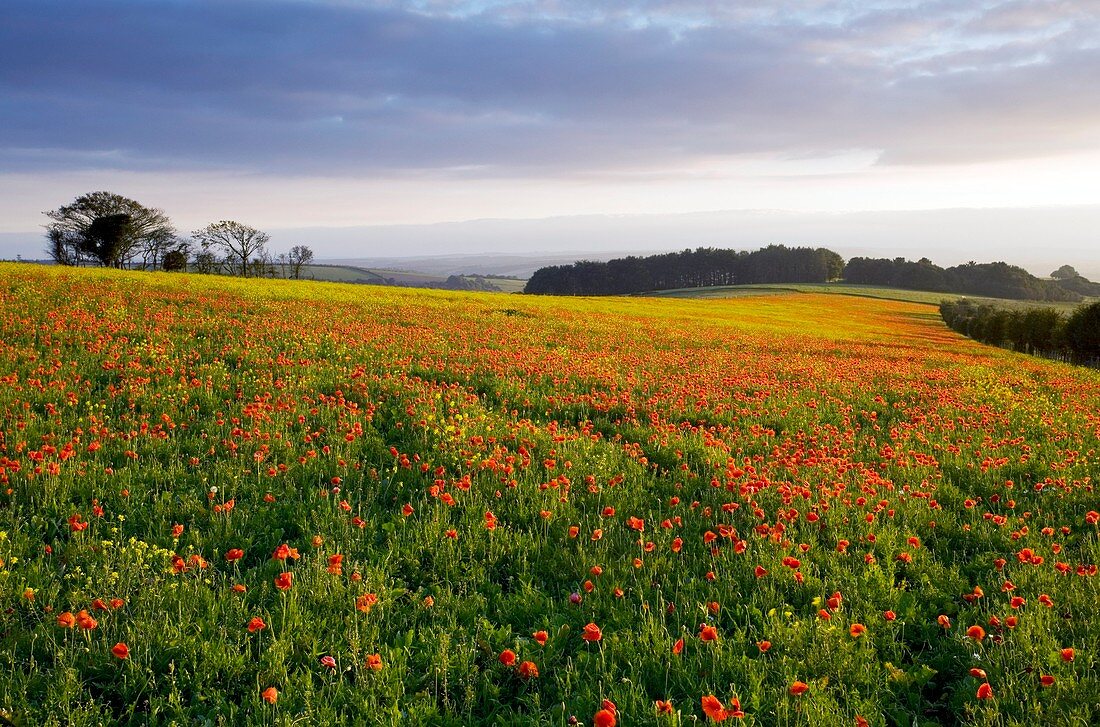 Wildflower Meadow