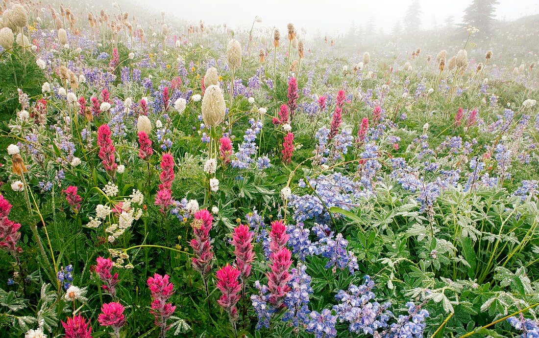 Alpine flowers in Washington,USA