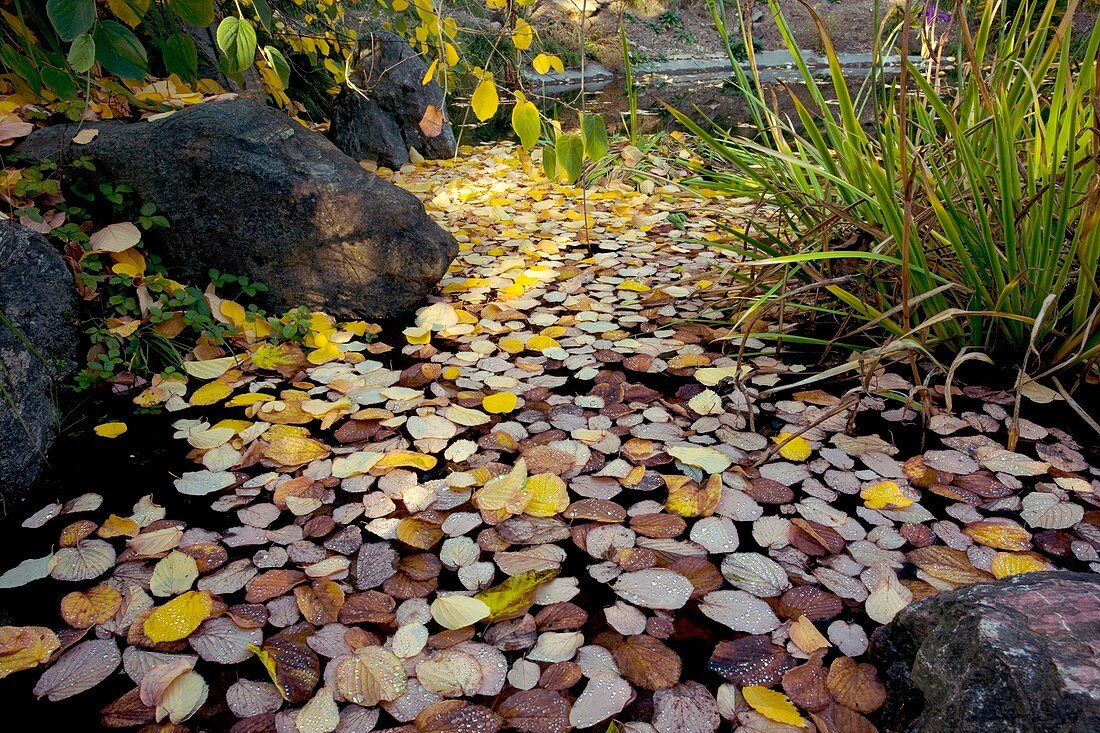 Fallen autumn leaves on pond