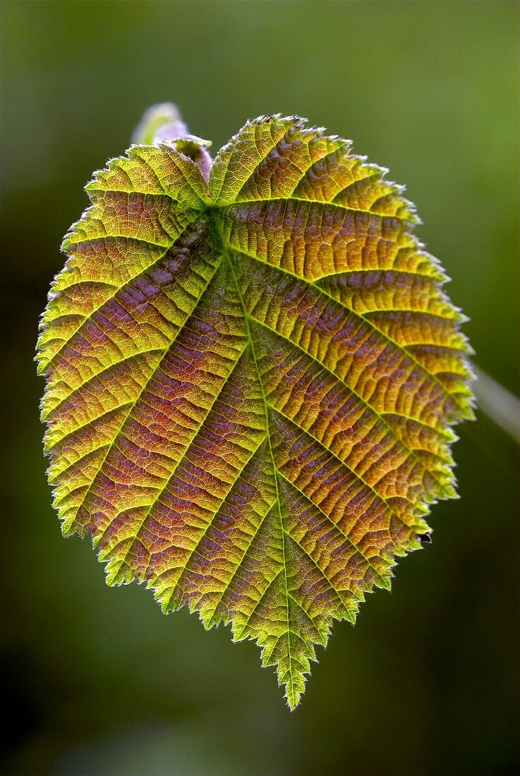 Common hazel leaf