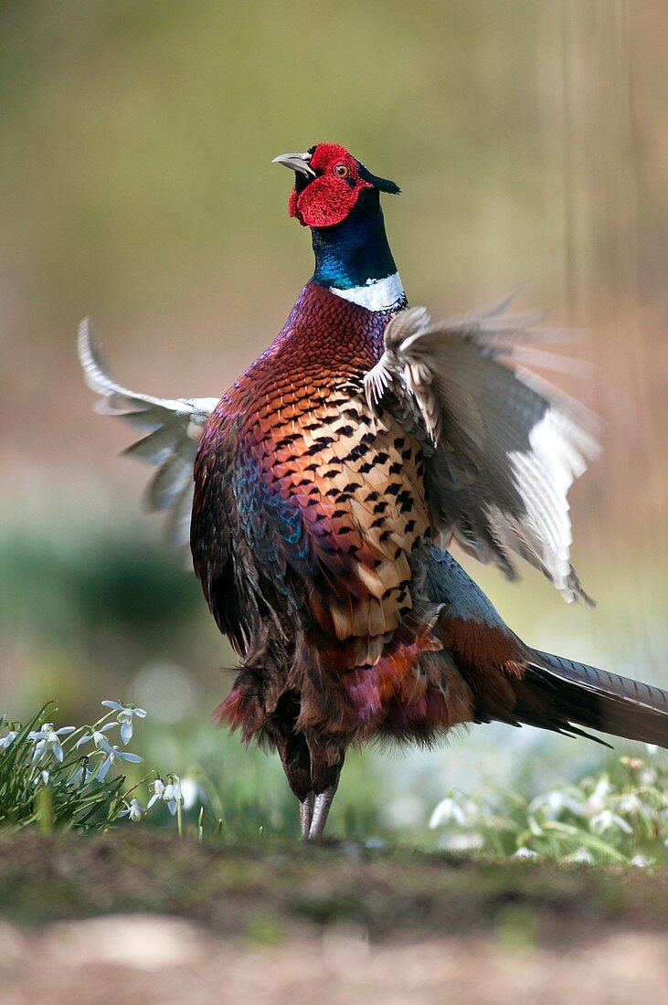 Male common pheasant