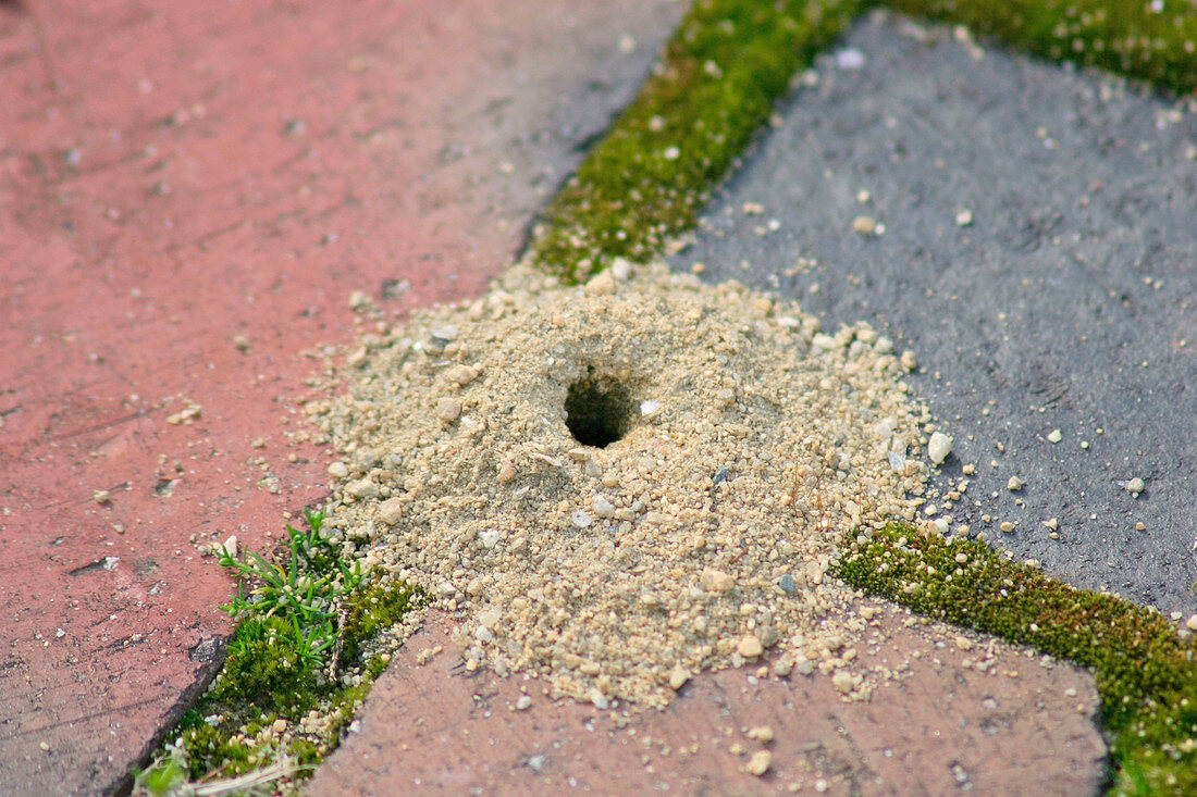 Close up of an Ant hill