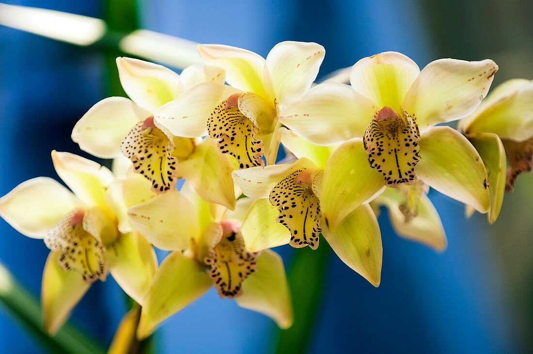 Orchid (Cymbidium)