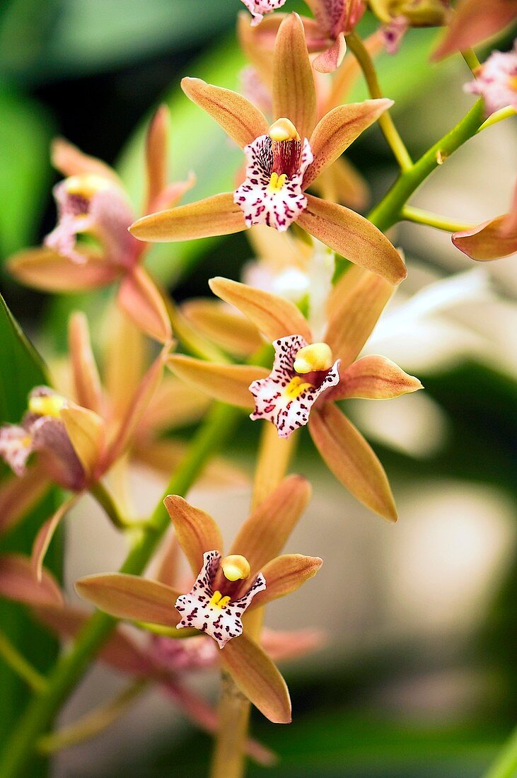 Orchid (Cymbidium)