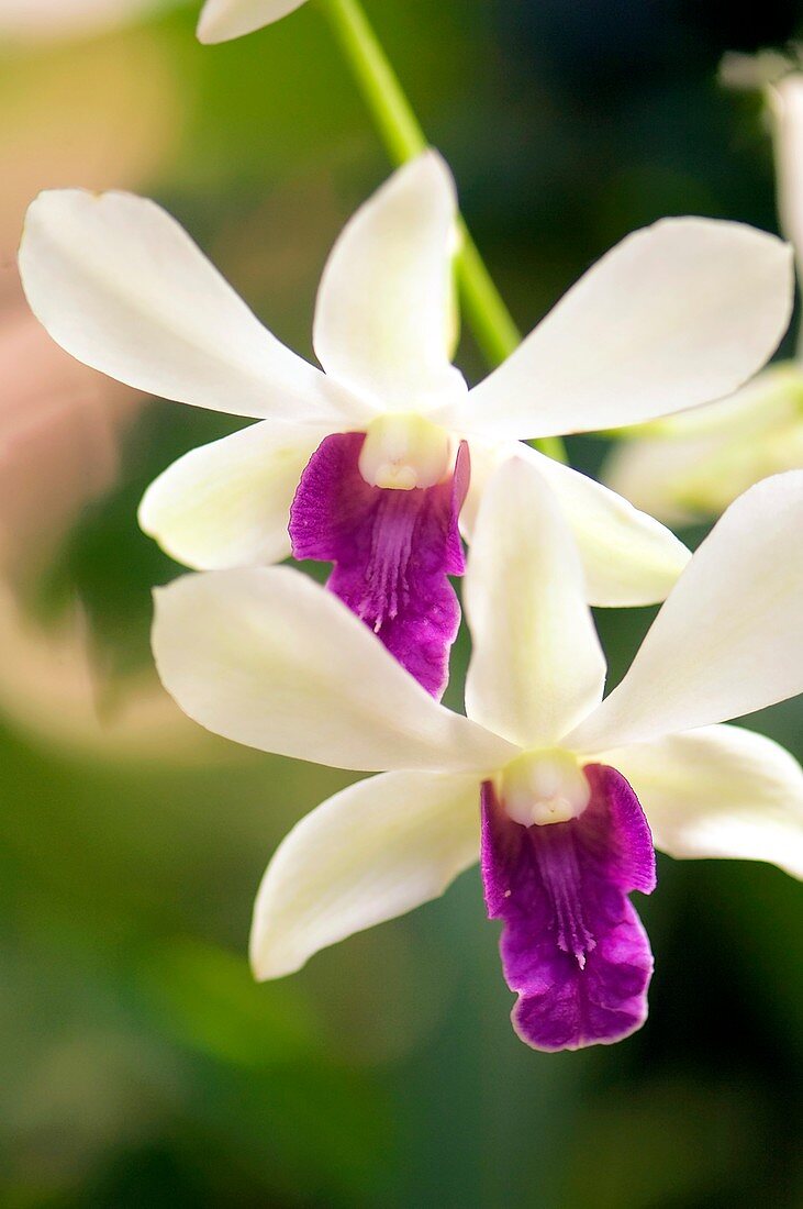 Orchid (Dendrobium)