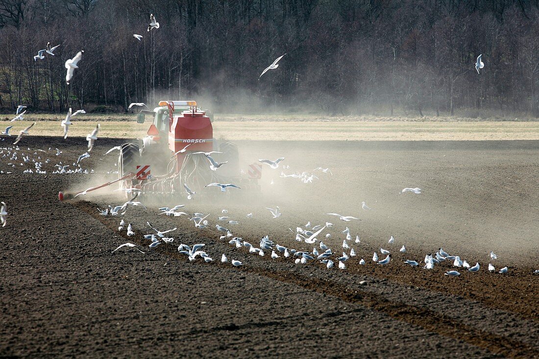 Sowing crops,Sweden
