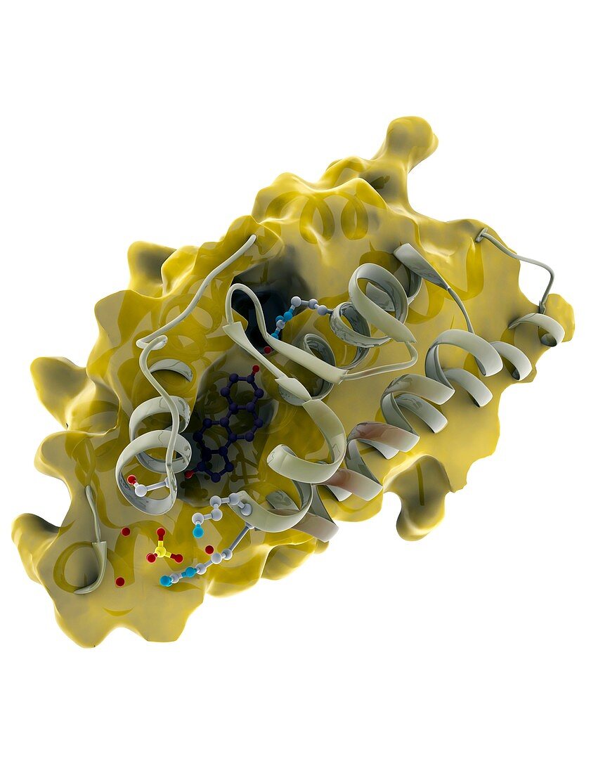 Androgen receptor,molecular model