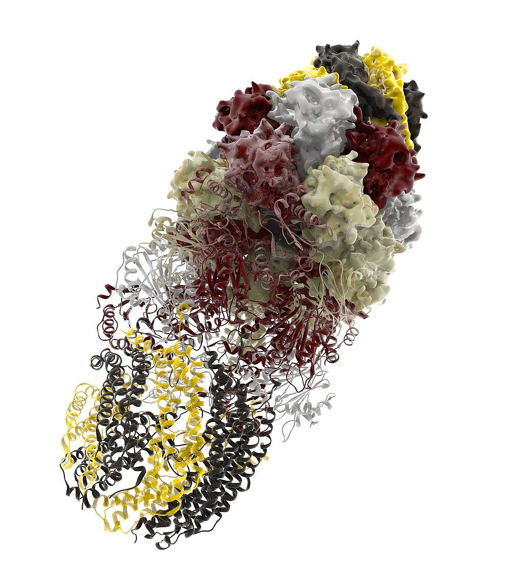 Proteasome,molecular model