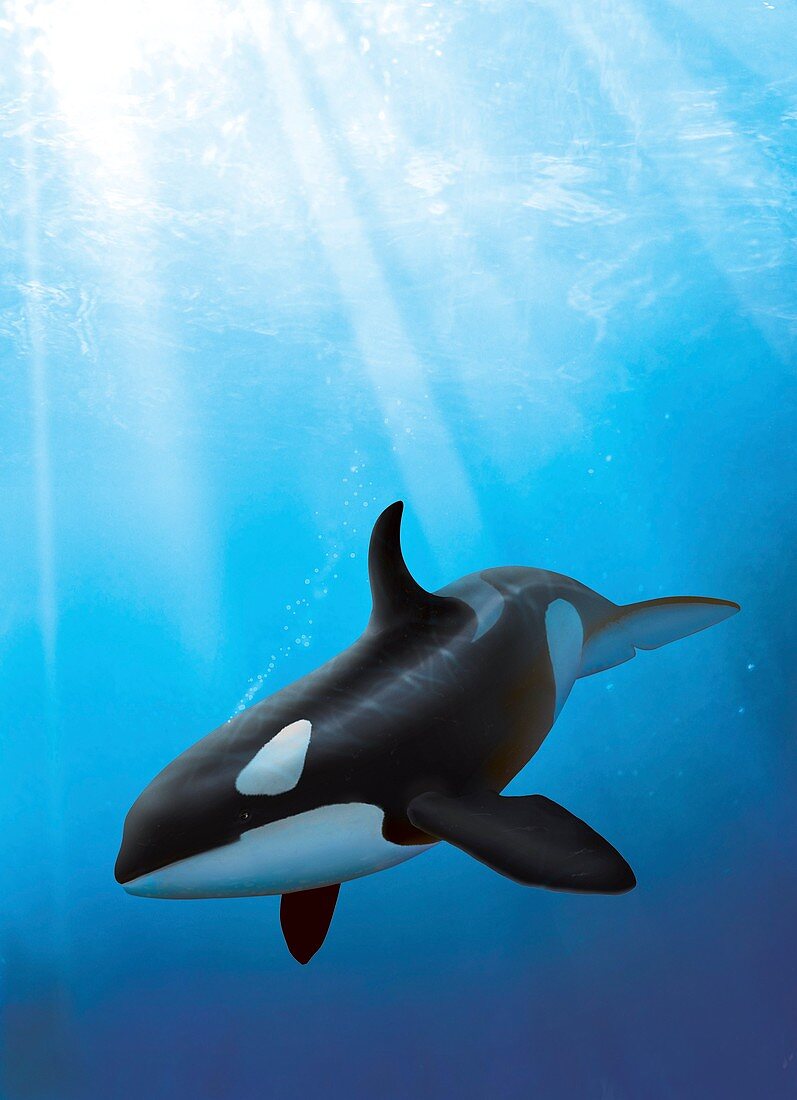 Artwork of a killer whale (Orcinus orca)