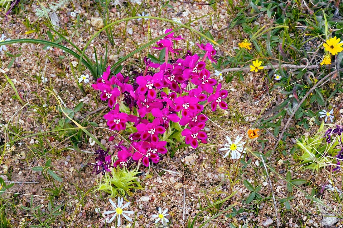 Lapeirousia silenioides