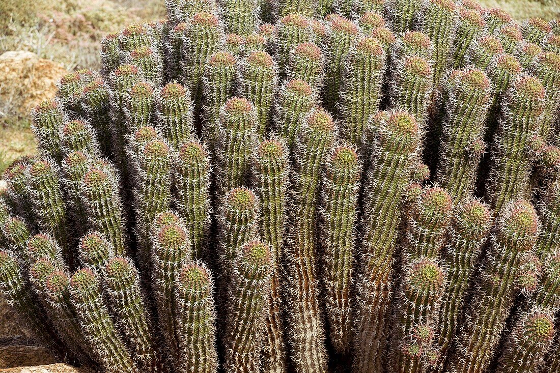 Hoodia gordonii