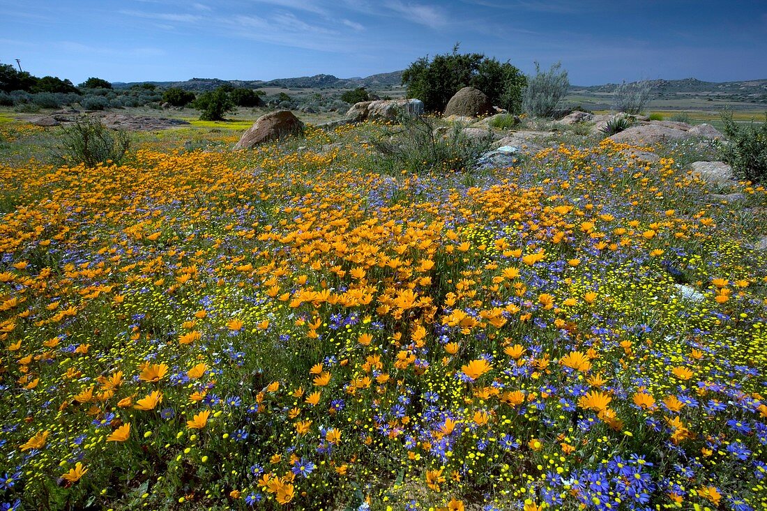Wildflowers in South Africa