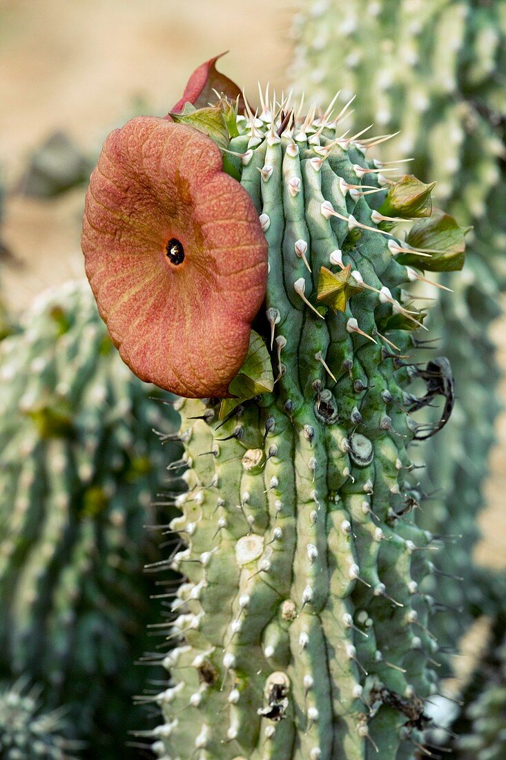 Hoodia juttae