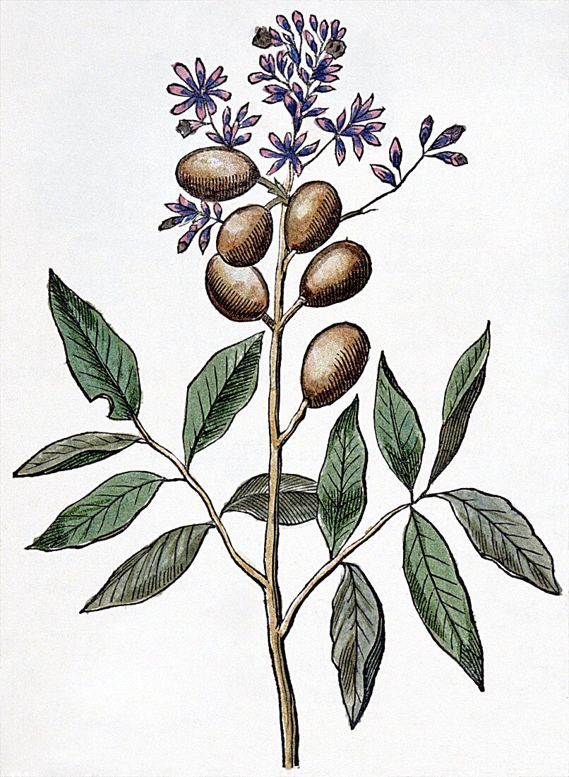 Guarana plant (Paullina cupana),artwork