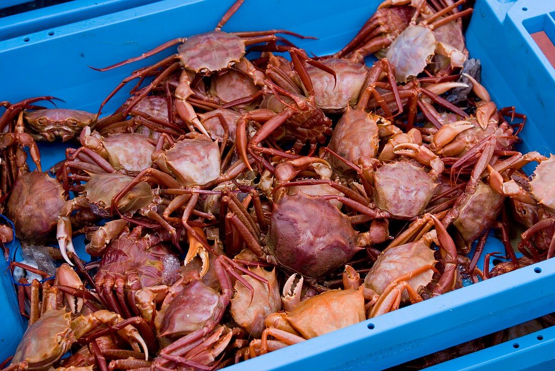 Crabs on the dockside