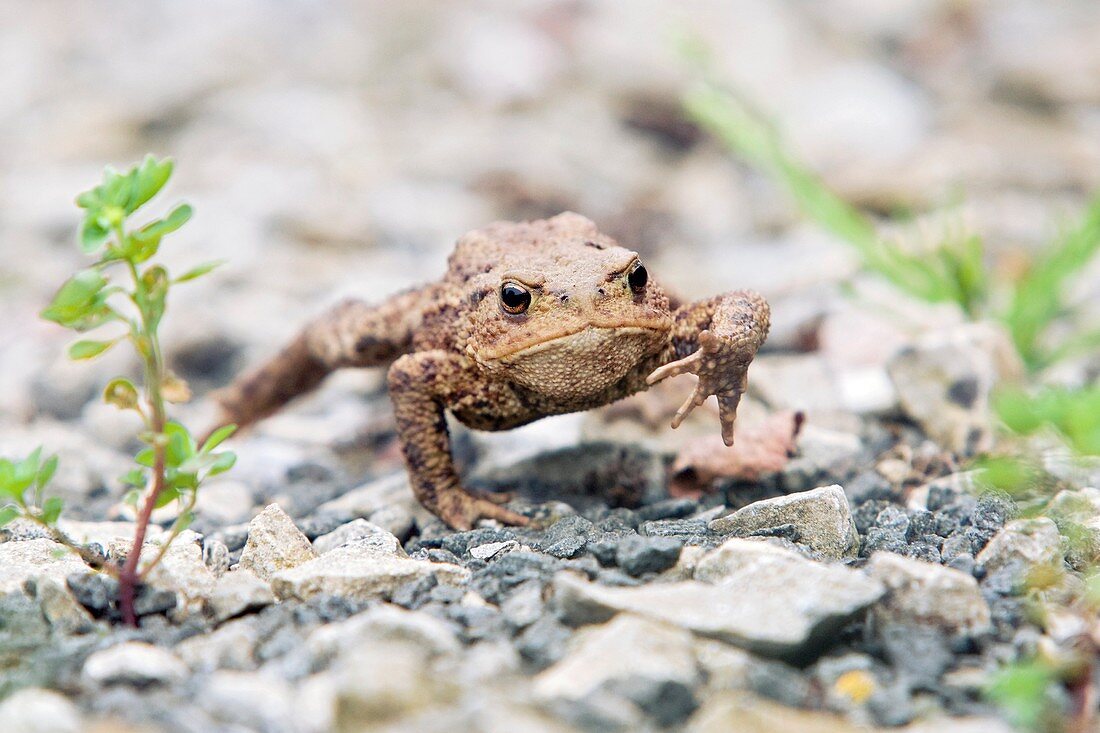 Common toad