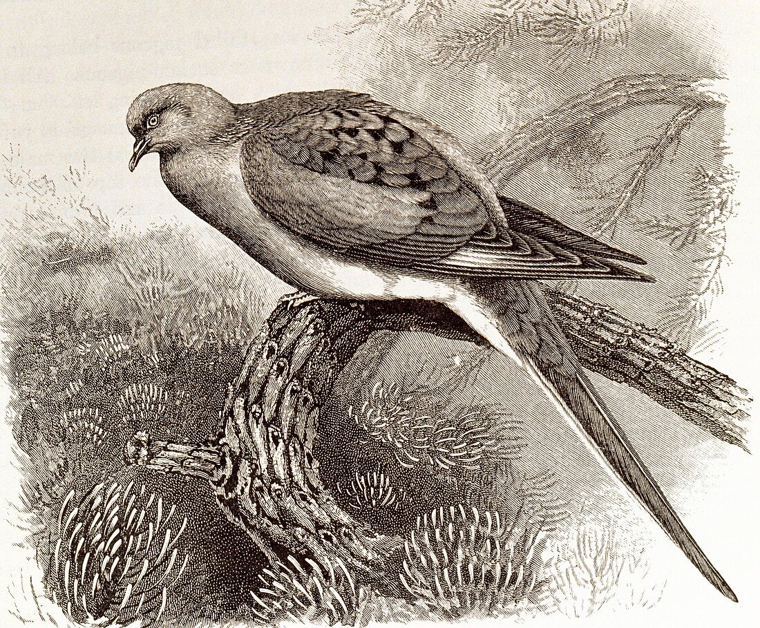 Passenger pigeon,artwork